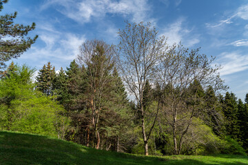 trees in the mountains