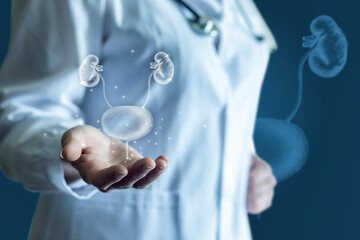 Doctor shows a sketch of the bladder and kidneys .