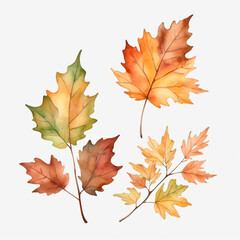 Fototapeta premium maple leaves isolated on white