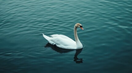 Fototapeta premium A Lone Swan in a Misty Lake