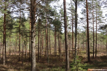 Fototapeta premium Baltic Forest