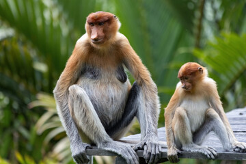 Two cute Proboscis Monkey in Borneo rainforest Sandakan Malaysia