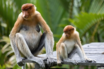 Two cute Proboscis Monkey in Borneo rainforest Sandakan Malaysia