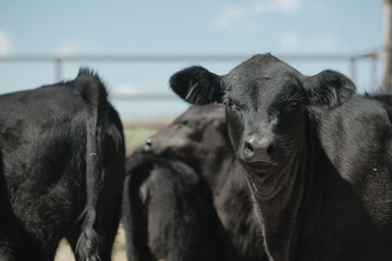 Black angus calves in weening pen on ranch for calf crop concept in beef agriculture industry. © ccestep8