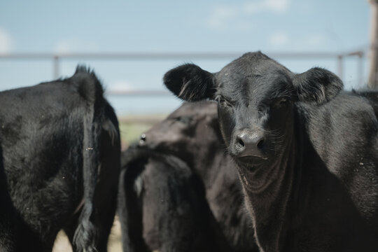 Black angus calves in weening pen on ranch for calf crop concept in beef agriculture industry.