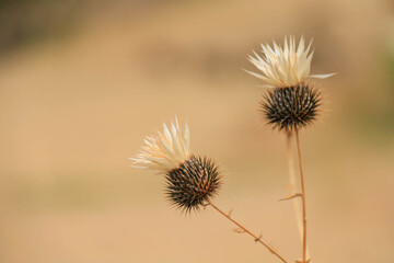 Dried Thistle Flowers in Desert Landscape Nature Photography for Posters, Postcards, and Wall Art