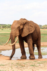 Obraz premium Elephant