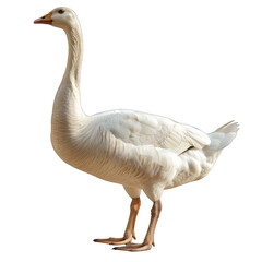 Obraz premium A majestic white goose standing proudly, showcasing its graceful neck and plumage in a serene setting. transparent background