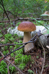 Porcini mushrooms. boletus mushroom .white edible noble mushroom. growing in the forest among the moss. Taken in the forest in close-up