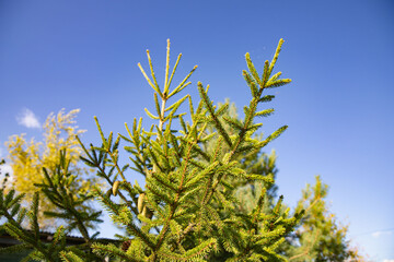 Vibrant Green Prickly Branches of a Fir or Pine Tree, Close-Up Nature Background