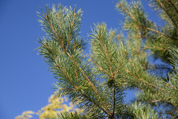 Vibrant Green Prickly Branches of a Fir or Pine Tree, Close-Up Nature Background