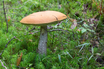 aspen mushroom is an edible noble mushroom. growing in the forest among the moss. Taken in the forest in close-up