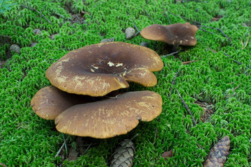 Gypsy mushrooms. flat-cap mushroom is an edible mushroom. growing in the forest. among the moss....