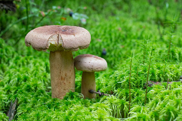 Milk mushroom on moss in the forest