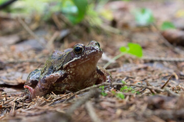 Obraz premium a toad from a summer forest, taken in close-up on a light background in a natural habitat
