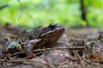 a toad from a summer forest, taken in close-up on a light background in a natural habitat