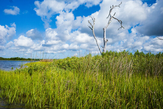 Grasses and dead snag with blue skies and clouds behind in a coastal marsh in North Carolina