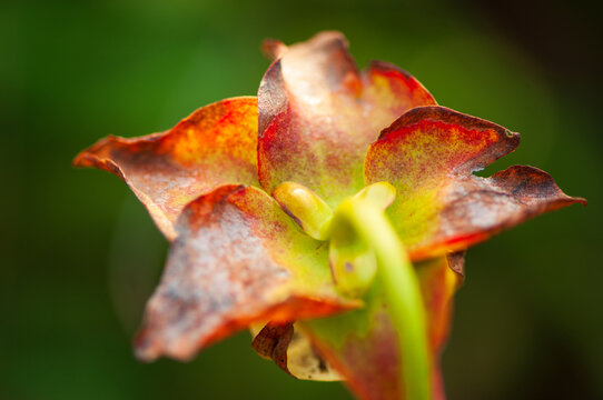 Hooded pitcher plant, Francis Marion National Forest, SC