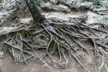 tree roots