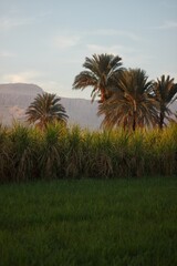 Fototapeta premium Palm trees during sunset in the Nile Valley, Egypt.