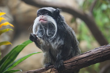 Süßer Kaiserschnurrbarttamarin, tropischer Tamarin oder Affe aus Brasilien, mit weißem Schnurrbart und großen Augen sitzt auf einem Ast eines Baumes im Amazonas Regenwald  