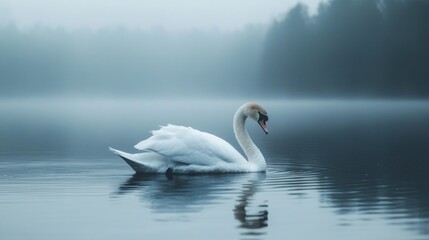 Fototapeta premium A Lone Swan in a Misty Lake