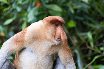 Proboscis Monkey portrait in Borneo rainforest Sandakan Malaysia