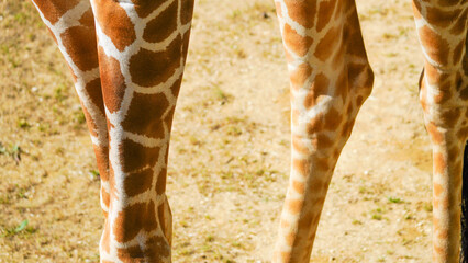 Obraz premium Genuine photograph of giraffe legs. Long skinny thin legs of different shapes and sizes with knobbly knees covered in a brown and white patterned skin. African safari inspired background and texture.