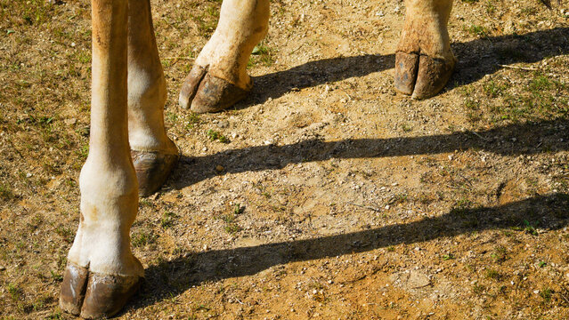 Genuine photograph of giraffe feet. Giraffes have cloven hooves, meaning they are split down the middle. Giraffe are even-toed ungulates, having two toes of equal size on each foot.  