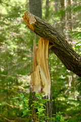 Broken tree trunk in the forest. Fallen pine tree.