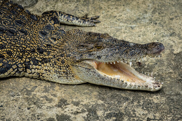 Aligator head close up top down view