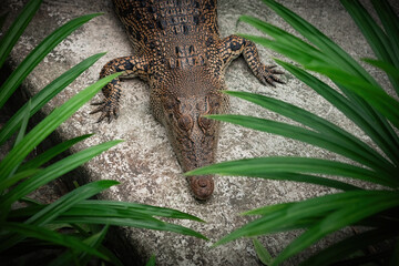 Aligator head close up top down view