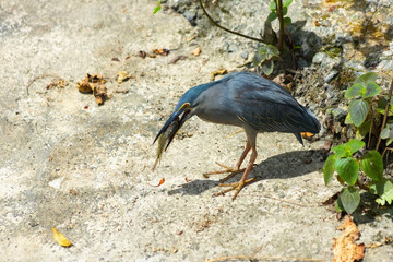 Black heron trying to swallow a fish what it caught in the lake
