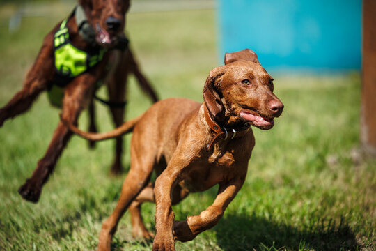Hungarian vizsla pointer hunting dog running outdoors. Dogs playing together