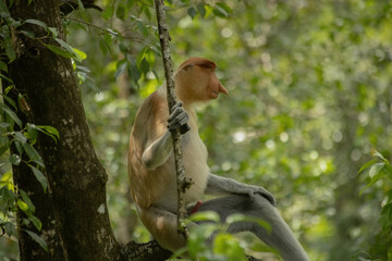 Male Proboscis Monkey in Borneo rainforest Sandakan Malaysia