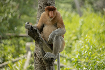 Male Proboscis Monkey in Borneo rainforest Sandakan Malaysia