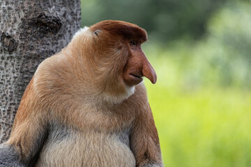Male Proboscis Monkey in Borneo rainforest Sandakan Malaysia