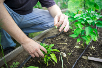 A man is tending to a garden, pulling weeds and tending to a plant