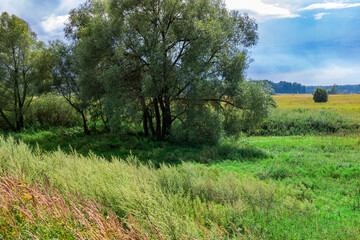 Obraz premium A vibrant green meadow is filled with tall grasses and trees under a bright blue sky, capturing the essence of a serene, sunny afternoon in nature.