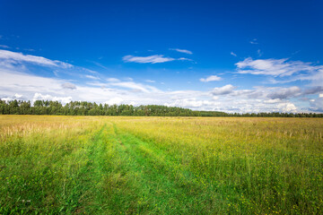 A tranquil green meadow stretches toward a distant forest, framed by a brilliant blue sky adorned with fluffy white clouds, capturing the essence of a peaceful summer day.