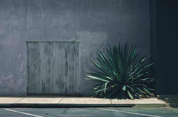 Sidewalk cactus in a small town