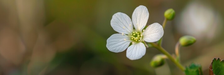 Fototapeta premium Delicate white flower spotted along the path