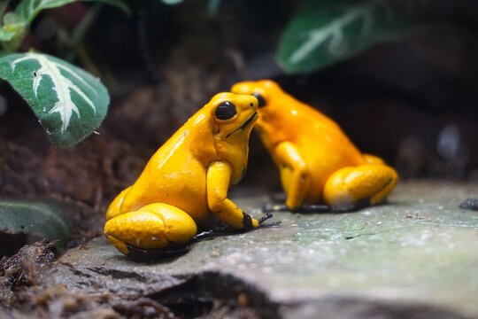 Buntes Close Up Portrait von einem Schrecklichen Pfeilgiftfrosch, oder Goldener Giftfrosch, einem giftigen tropischen Frosch aus dem Dschungel des Amazonas Regenwald in S&uuml;damerika