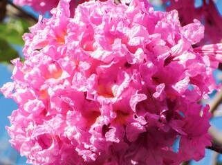 Fototapeta premium Vibrant pink blossoms of a flowering tree in full bloom against a clear blue sky.