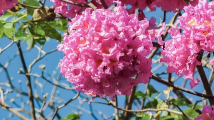 Vibrant pink blooms of a tree against a clear blue sky, showcasing the beauty of nature.