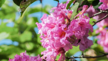 Vibrant pink flowers bloom against a bright blue sky, capturing the essence of spring's beauty.