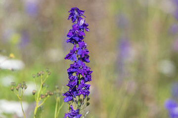 Close up of doubtful knights spur (consolida ajacia) flowers in bloom