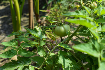 Green Tomato plant in the morning