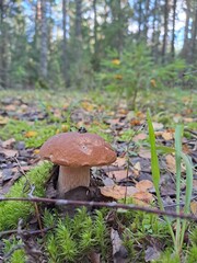 mushroom in the forest