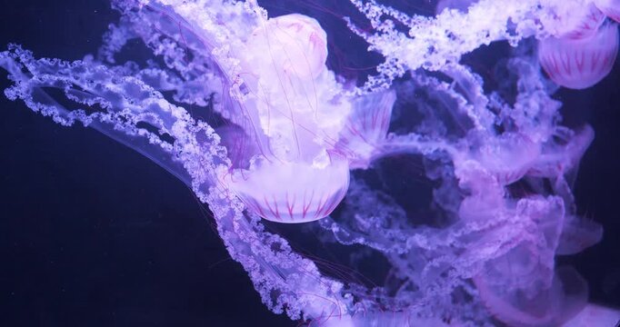 Slow Motion Medusas swims underwater